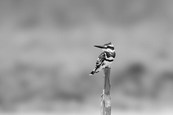 A black and white photograph of a pied kingfisher perched on a wooden pole against a blurry background. The bird has black and white plumage, a large beak that is almost half as big as the bird itself, looking towards the left of the viewer.