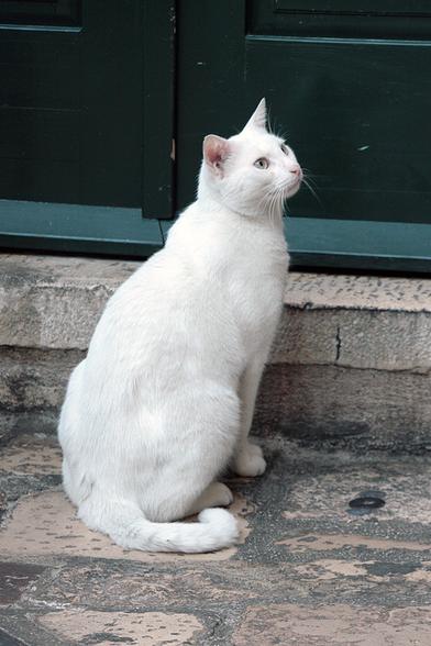 A pure white cat with blue-green eyes is sitting in front of a dark green door of a cafe facing the courtyard. The cat's eyes are a very pale version of the door color and are so beautiful. The cat has his back to the camera and is looking slightly upward and to the left. Dubrovnik, Croatia