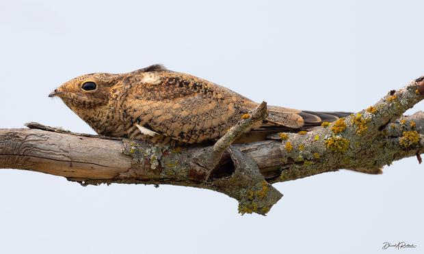light buffy bird with small bill and dark eye perched lengthwise on a dead lichen-crusted branch