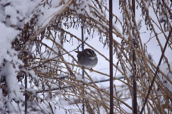 White throated sparrow safely hiding under snow covered stems