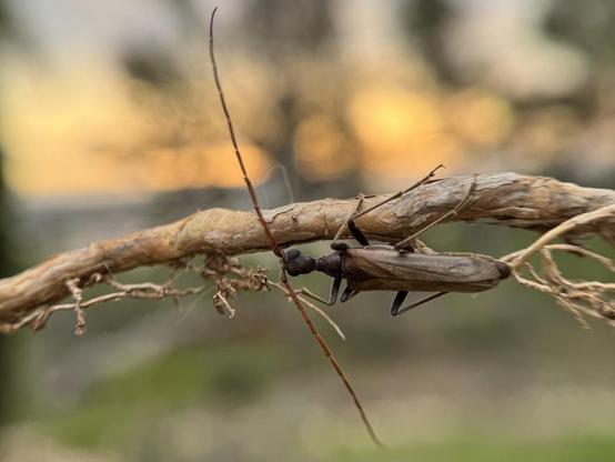 A Vesperus xatarti beetle with super long antennae walks along a branch with the morning sun in the background