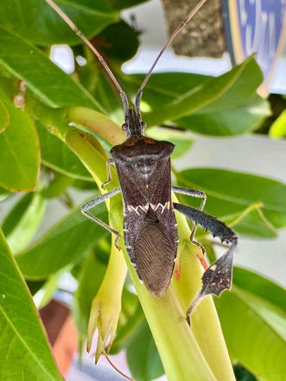 A large gray/brown bug that is missing a hind leg (which would look sort of like a leaf). He is long and has a white zig-zag stripe on his back. He has long feelers. I found out he likes to eat trees, especially almond trees. So, I had to squish him. I hate doing that, but he's a bad dude. Spotted in San Luis Obispo, California