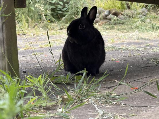 A small black rabbit is sitting alertly on a paved surface, partially shaded under a wooden structure, with its ears upright and eyes wide. Surrounding it are scattered blades of grass, small weeds, and natural debris, with a backdrop of green foliage and stones in the distance. This alt-text was autogenerated using Apple Intelligence Private Cloud Compute.