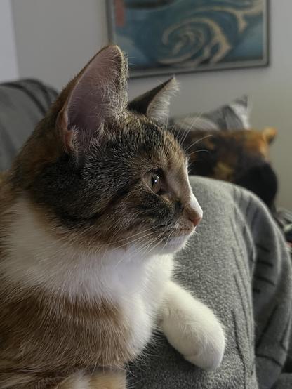 Skölpaddsfärgad katt fotad i profil i soffan när hon ligger och kollar på skidskytte på TV:n.