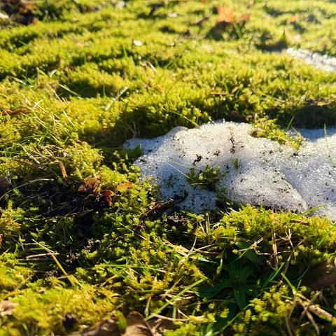 Ein Schneerest im Moos.