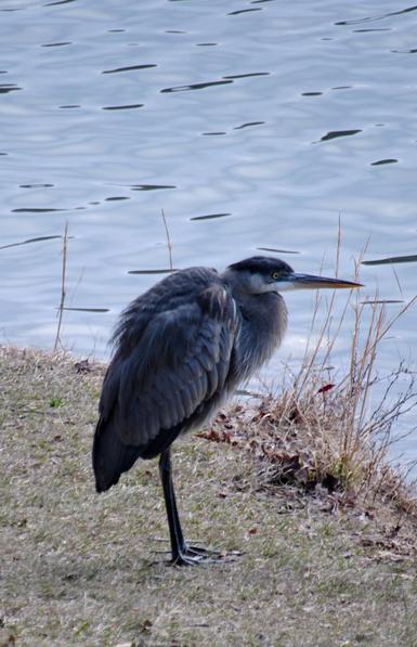 A blue heron standing on the shore of a lake