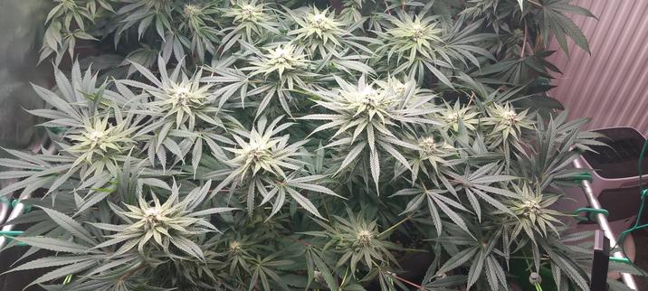 Die vordere Pflanze im Fokus wodurch man deren Wuchs besser erkennen kann