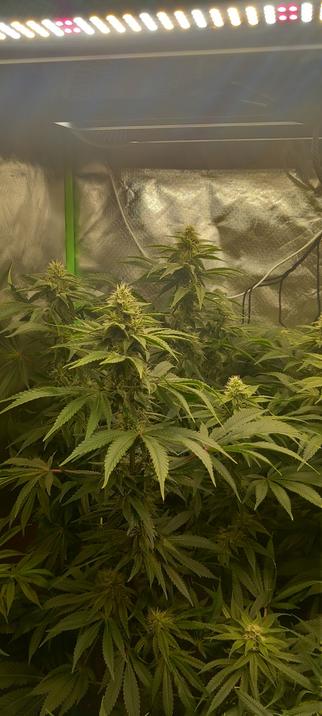 Die Pflanze hinten links im Fokus wodurch man den Wuchs dieser Pflanze besser erkennen kann