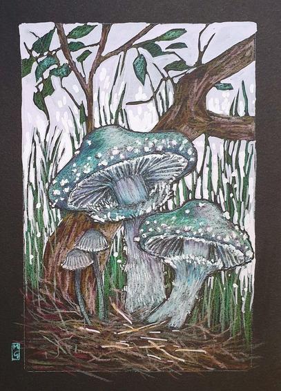 A small colour drawing of Verdigris Agaric, a blue green mushrooms, also known as blue-green stropharia. It is medium-sized green, slimy woodland mushroom, found on lawns, mulch and woodland from spring to autumn. This drawing is on black paper and has a lilac background.
An original art work, please note that the frame is not included.
Colour pencil and mixed media on acid free toned artist paper
5 by 7 inches (12.7 by 17.8 cm).