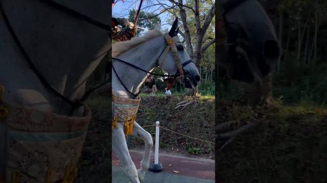 流鏑馬 飯盛神社 福岡県福岡市 2周目白馬 20251009 #祭り