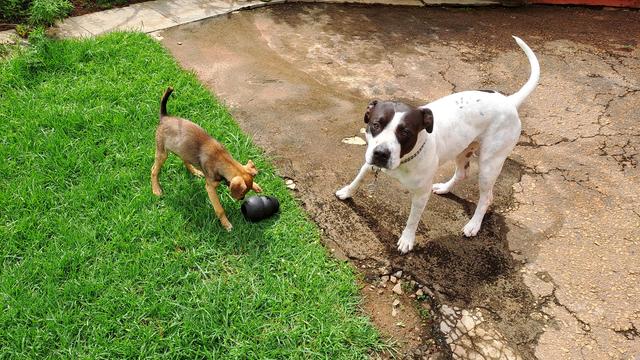 Two dogs in a grassy yard: a small brown puppy sniffing or touching a black rubber toy, and a larger white-and-black adult dog standing nearby, looks at the camera with a calm, forbearing expression.