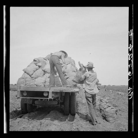 The black and white photograph captures a moment in agricultural labor. Two individuals are engaged with large sacks of potatoes, which they appear to be either loading onto or unloading from the back of a truck. The person on the left is wearing a wide-brimmed hat for sun protection and has rolled up their sleeves, indicative of manual work typical in farming environments. This individual reaches towards one of several sacks resting atop the vehicle's flatbed.

The second figure stands beside an open sack with its contents spilling out onto the ground. The person also wears a light-colored wide-brimmed hat and is dressed in long pants and boots suitable for outdoor labor, including protection from rough terrain or insects. Both are amidst a field, suggested by the sparse vegetation visible at the edges of the frame.

A notable feature includes a license plate on the vehicle's front that reads "P-82 68." In the background, there is an expanse of open sky and what appears to be distant crop rows, reinforcing the rural setting. The photograph carries with it historical resonance; Dorothea Lange was known for documenting life in America during the early part of this century through her work as a photographer.

Lange's intent here may have been to capture not just the physical labor but also its emotional and economic implications—showing workers amidst their task, perhaps su [...]