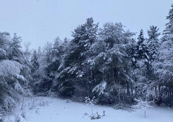 Back garden covered in snow. Trees at the back of snow covered lawn and at the sides, limbs of pines heavy with snow.