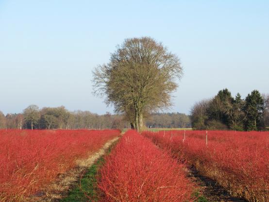 Leuchtend rote Heidelbeersträucher. Ein paar kahle Bäume und blassblauer Himmel darüber