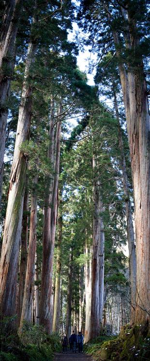 Anamorphic panoramic photo of the cedars at Togakushi Okusha, Nagano.