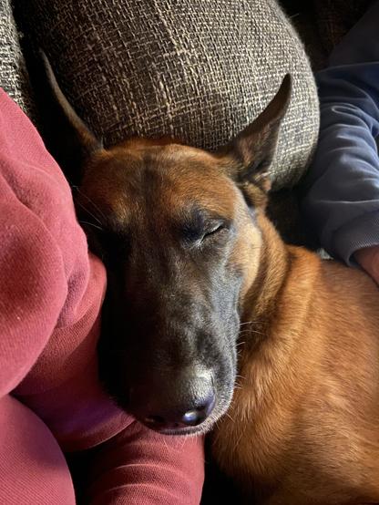 Malikopf an Menschenarm angelehnt, schlafend