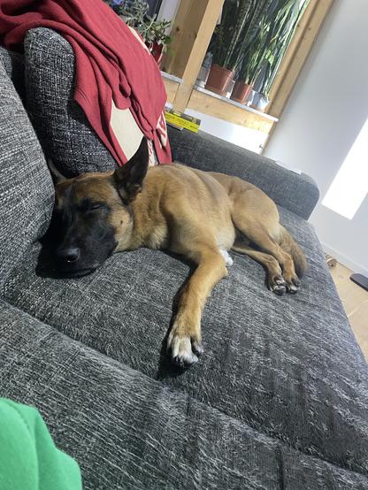 Mali langgestreckt auf einem Sofa schlafend