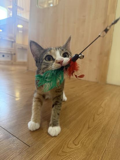 Close up of a young Calico kitten. A feather toy attached to a string is held in her mouth, and she's tugging it cutely and looking up at the human out of frame who is playing with her.