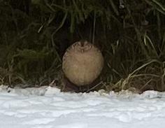 photo of female pheasant from front; it looks round