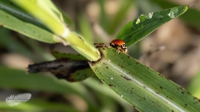 A red ladybug crawls along a green blade of grass, its spotted shell catching the light against a softly blurred background.