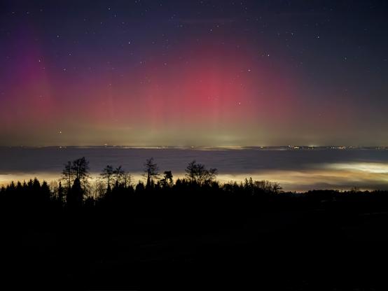 Ein ruhiger Nachthimmel, der von leuchtenden rosa und grünen Polarlichtern über einem Nebelmeer beleuchtet wird. Silhouettenbäume umrahmen den unteren Rand des Bildes, während Sterne vor einem dunklen Hintergrund funkeln.