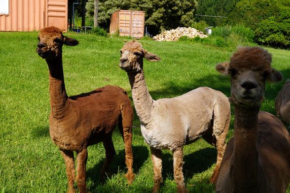 Two recently shorn alpacas in the sun, one brown and one beige, as well as a brown alpaca in the shade.