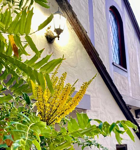 A bunch of tiny yellow flowers and spiky green leaves in front of an old-fashioned lamp and a white-washed house
