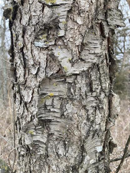 Checked and peeling gray bark on a tree trunk.  A few patches of gray and orange lichens.  Dry woods and blue sky in the background.