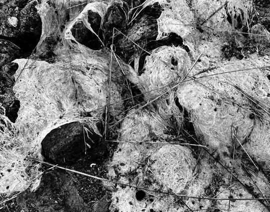 High-contrast image of dried algae draped over rocks and dirt in a dry creek bed. The algae formed while there was water in the creek, and as the water evaporated, the algae draped over the rocks and dirt. In this image, the algae looks like white fibers forming a tight net. The dirt and rocks under the algae are very dark. On top of everything are strands of dry grass. Laguna Lake Open Space, San Luis Obispo, California