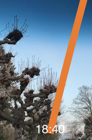 Screenshot aus unserer App DLR_next. In das Kamerabild des Smartphones, das eine ganze Reihe von Bäumen zeigt, ist die Bahn der Raumstation als orangeroter Streifen eingeblendet. Unten steht die Uhrzeit, zu der die ISS an dieser Stelle über dem Horizont auftaucht.