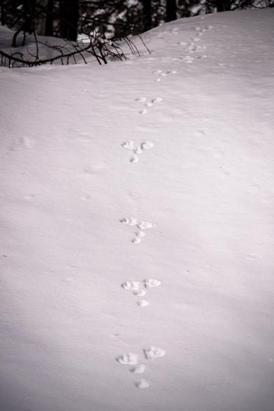 Footprints of a snow hare in the snow creating a trail on a white, snowy surface, surrounded by a sparse forest.