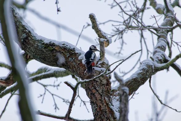 A woodpecker perched on a snow-covered tree branch, surrounded by barren branches against a pale winter sky.