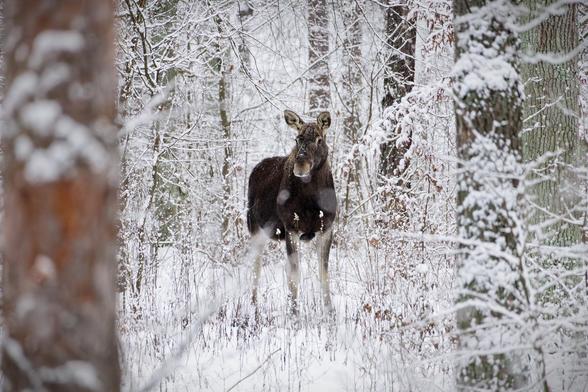 A moose stands in a snowy forest, surrounded by trees and covered branches. Snow blankets the ground, creating a serene winter scene.