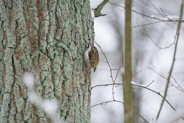 A small bird clings to the side of a textured tree trunk with greenish lichen, set against a blurred winter background with some snow.