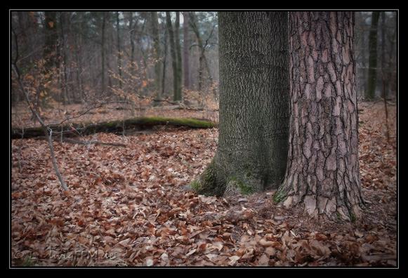 Wald im Früjahr. In der rechten Bildhälfte stehen zwei Bäume, eine Kiefer und eine Buche, eng zusammen.