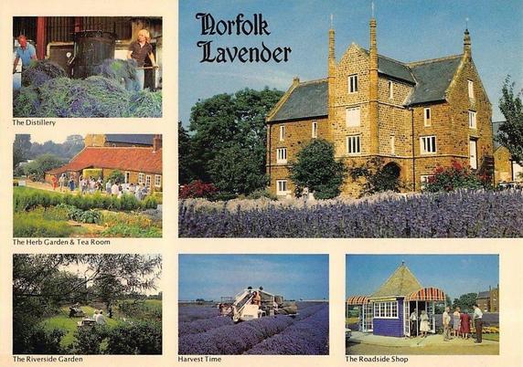 This is a color postcard titled “Norfolk Lavender.” The main image on the right shows a large, historic stone manor house with steep gabled roofs and tall chimneys, set behind rows of blooming lavender with purple flowers in the foreground. The sky is clear and blue. Along the left and bottom edges are five smaller photographs, each with captions. The top-left image, labeled “The Distillery,” shows two people working indoors beside large piles of freshly cut lavender. Below it, “The Herb Garden & Tea Room” depicts visitors walking among garden beds near a low, red-roofed building. At the bottom left, “The Riverside Garden” shows people seated at outdoor tables beneath trees beside a river. The bottom center image, “Harvest Time,” shows a tractor harvesting lavender in neat purple rows across a field. The bottom right image, “The Roadside Shop,” shows visitors standing outside a small, colorful shop with a striped awning. The overall postcard promotes lavender cultivation, tourism, and rural scenery in Norfolk, England.