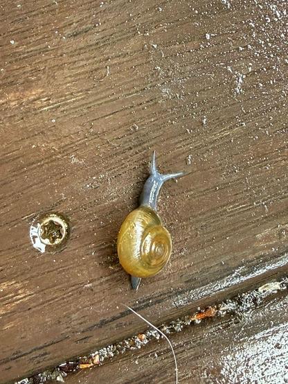 A small snail with a dark blue body