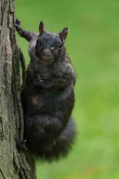 Photo of an Eastern Gray Squirrel clinging to the side of the trunk of a tree, looking at the camera. She looks a little rough around the edges, as she is a new mama.