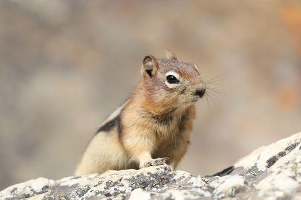 Photo of a Golden-Mounted Ground Squirrel stopped on a rock to eye the camera.