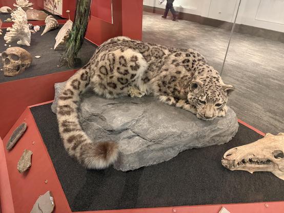 A snow leopard at the Field Museum, Chicago IL.