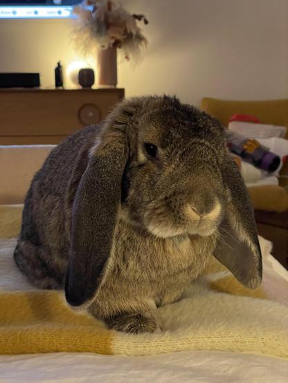 Close-up of Matilda, the bunny scene from the front sitting on my bed, looking at the camera, her head slightly turned to the side so that you can only see one of her eyes.