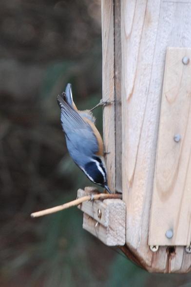 Red-breasted Nuthatch.  A small slate-gray bird head-down at a feeder.  The head is black on top.  White eye stripes.  A little of the rusty red breast is visible.