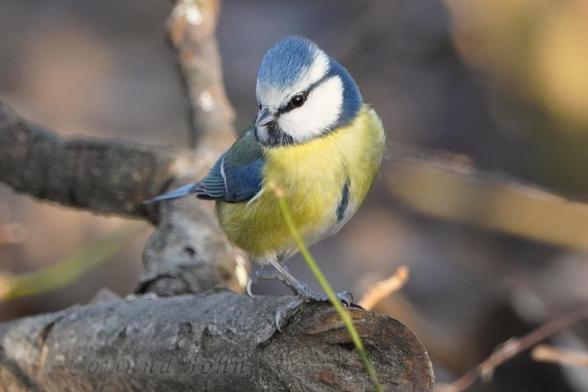 Eine Blaumeise sitzt in der Sonne auf einem abgesägten Ast und schaut über die Schulter nach unten.