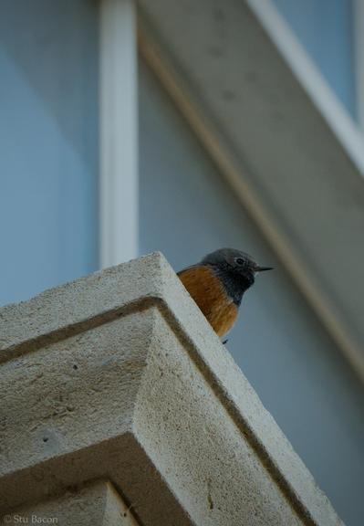 A photograph of a small reddish grey bird perched on a stone windowsill. Window frame and glass are visible in the background.