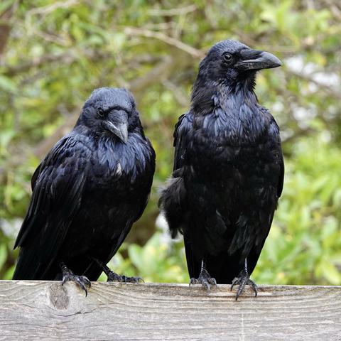 A pair of Common ravens perched on a weathered wooden fence