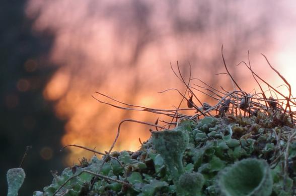 On a small patch of soil on a green roof grew lichens that, apart from the different colours, looked very similar to those in the  photograph of @jeffontherock.bsky.social, as well as some moss whose dried seed pods on thin, curved stems were the focus of the image. The patch was positioned so that the background of the picture was formed by a spectacular sunset and the silhouettes of large trees, including a conifer on the left.