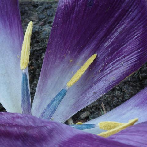 The blue and purple stems of the yellow stamens of a tulip with dark purple petals, some of which are visible, look as if they were painted or conceived by AI. Parts of a blue-gray stone can be seen in the background.