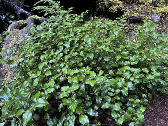 A salal bush with oblong pointed and leathery leaves, near a stream bank. The leaves are wet and glossy.