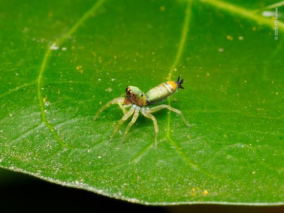 Cosmophasis micarioides, the sparkling northern jumping spider. It does sparkle, and the iridescence changes colour and intensity depending on the light source and angle, as you will see in subsequent shots. It's tiny, and jumps at the slightest provocation, so a difficult subject all around.