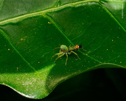 Another angle again, showing the glowing blue at the top of the legs, and the bright pink spot near the tail.